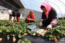 Kỳ lạ ngắm dâu tây trắng 2 triệu đồng/kg