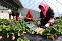 Kỳ lạ ngắm dâu tây trắng 2 triệu đồng/kg