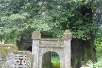 Râm ran chuyện cây thị biết quở trách ở ngôi làng cổ