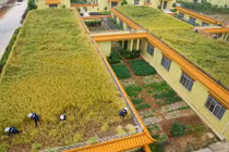 Không thể tin nổi những ruộng lúa khổng lồ trên sân thượng