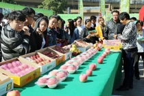 Xếp hàng tranh nhau mua táo cuối mùa