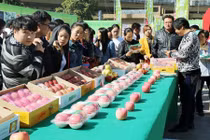 Xếp hàng tranh nhau mua táo cuối mùa