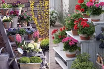 Những cách bố trí cây cảnh trang trí nhà đẹp