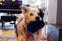 Chaser – chú chó thông minh nhất thế giới