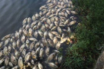 Hơn 1 tấn cá chết nổi trắng mặt hồ ở Đà Nẵng