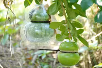 Đào tiên hồ lô giá hơn 1 triệu đồng/cặp ở miền Tây