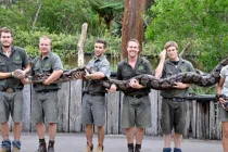 Ghê người những con trăn “khủng” nhất thế giới