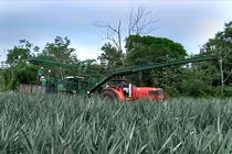 Xem công nghệ thu hoạch dứa siêu đỉnh