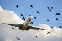 Vì sao máy bay nặng nề có thể bay lượn như chim? 