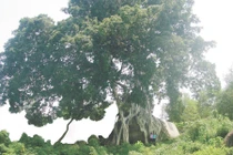 Tận mục cây sanh đẹp nhất VN vừa được vinh danh