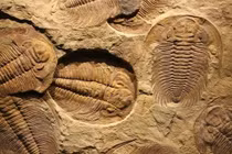 Đá cổ Trung Quốc phơi bày "ngày tận thế" nửa tỉ năm trước 