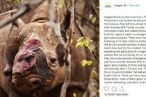 Ảnh “tê giác cụt sừng với đôi mắt buồn” dậy sóng 