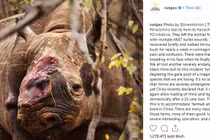 Ảnh “tê giác cụt sừng với đôi mắt buồn” dậy sóng 