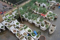 Kinh hoàng vườn rau bốc mùi trên nóc chung cư