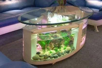Những thiết kế bể cá trang trí nhà cực độc