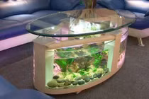 Những thiết kế bể cá trang trí nhà cực độc
