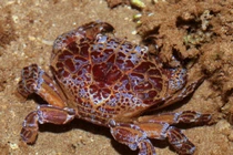 Đi biển, tuyệt đối không ăn những loại cua chứa độc chết người này