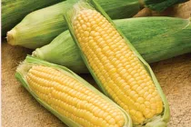Những lợi ích bất ngờ từ bắp ngô