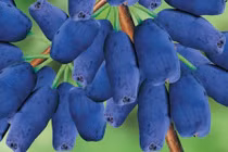 Soi loại việt quất lạ “đẻ” ra tiền suốt 30 năm