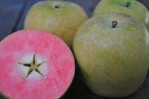 Tận mục giống táo hồng dễ thương đẻ ra tiền