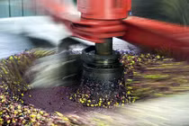 Xem cảnh chế biến ô liu cực ấn tượng