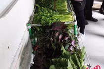 Độc đáo cửa hàng rau sạch tự phục vụ