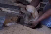 Xót xa chó mẹ đang mang thai bị chôn sống