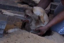 Xót xa chó mẹ đang mang thai bị chôn sống