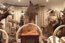 Đầu thú treo tường gây sốc trong nhà đại gia (2)
