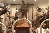 Đầu thú treo tường gây sốc trong nhà đại gia (2)