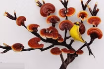 Ngắm bonsai nấm linh chi siêu đắt đỏ