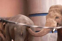 Trò đùa khó tưởng tượng của lũ voi “siêu quậy“