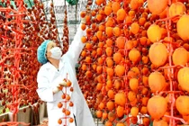 Tận mục khu sản xuất hoa quả đặc sản sấy khô nổi tiếng VN