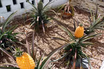 Tận mắt xem trồng dứa lạ 300 triệu đồng/quả