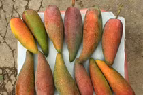 Loại xoài nhìn như trái ớt, hạt nhỏ như que tăm ở Trung Quốc