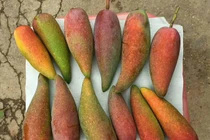 Loại xoài nhìn như trái ớt, hạt nhỏ như que tăm ở Trung Quốc