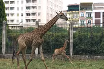 Lần đầu hươu cao cổ sinh con thành công tại Thảo cầm viên SG