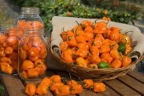 Hình ảnh giống ớt màu da cam bắt mắt cay khủng khiếp