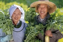 Bí quyết sống hơn 100 tuổi của người dân đảo Okinawa