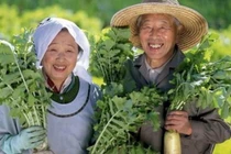 Bí quyết sống hơn 100 tuổi của người dân đảo Okinawa