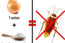 Không cần bình xịt, đuổi côn trùng trong nhà bằng cách này