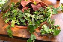 Trang trí nhà đẹp ấn tượng từ ghế cũ