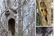 Chùm ảnh những thân cây ma quái kỳ dị