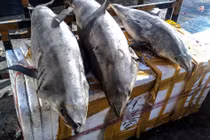 Những loại cá cực ngon nhưng kịch độc, ai đi biển tuyệt đối không ăn