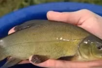 Mơ thấy kho báu dưới nhà, người đàn ông quyết đào, không ngờ tìm thấy