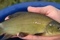 Mơ thấy kho báu dưới nhà, người đàn ông quyết đào, không ngờ tìm thấy