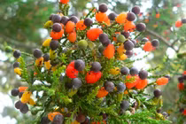  Độc đáo các loài cây như trong thế giới kỳ ảo