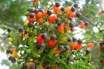  Độc đáo các loài cây như trong thế giới kỳ ảo