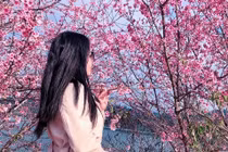 Đến Điện Biên, ngơ ngẩn với sắc hoa Anh Đào khoe thắm 