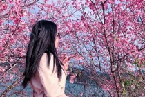 Đến Điện Biên, ngơ ngẩn với sắc hoa Anh Đào khoe thắm 